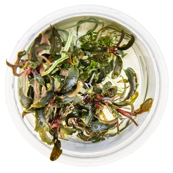 Bucephalandra 'Kedagang'